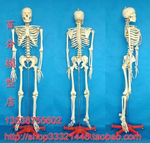 

human skeleton model life size Ossuary model human model 170cm manifoldly
