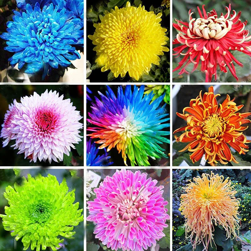 Hot Sale 22 Colors Available Chrysanthemum Seeds Chrysanthemum Morifolium Seeds Beautiful ...
