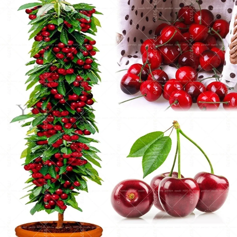 20 шт. Cherry дерево gaint Asilola Cherry фрукты в горшках Многолетние растения Cerasus псевдосерasus фрукты домашний сад завод