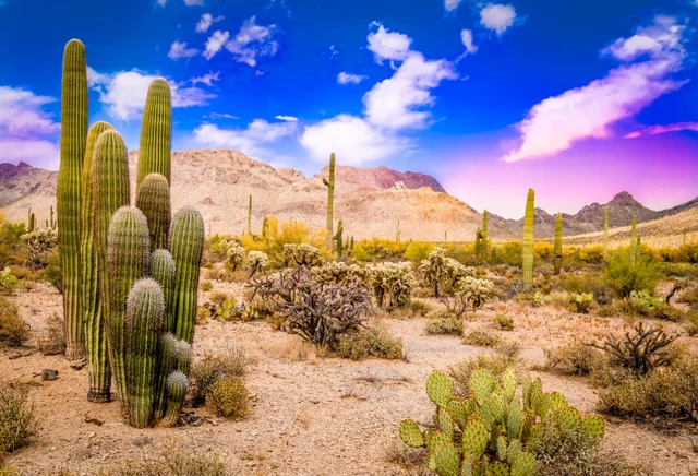 Laeacco Nature Backgrounds Cactus Desert Hillside Blue Sky Cloudy View