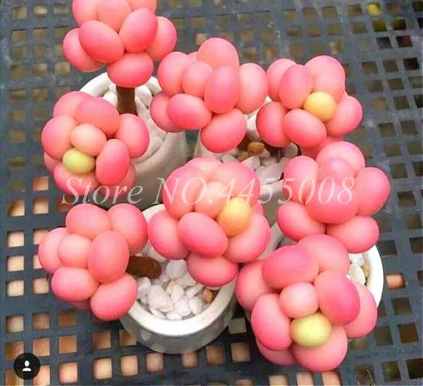 500 szt torba egzotyczne mini soczyste kaktusy rzadkie soczyste wieloletnie zioła rośliny Bonsai pot Flower Indoor for Garden Flore pot tanie i dobre opinie Bardzo proste Rośliny wewnętrzne Wykluczone Nowa roślina Upiększających Ryby Mini średni duży mały Jesień Wieloletnich 500 szt torba egzotyczne mini soczyste kaktusy rzadkie soczyste wieloletnie zioła rośliny Bonsai pot Flower Indoor for Garden Flore pot tanie i dobre opinie Bardzo proste Rośliny wewnętrzne Wykluczone Nowa roślina Upiększających Ryby Mini średni duży mały Jesień Wieloletnich