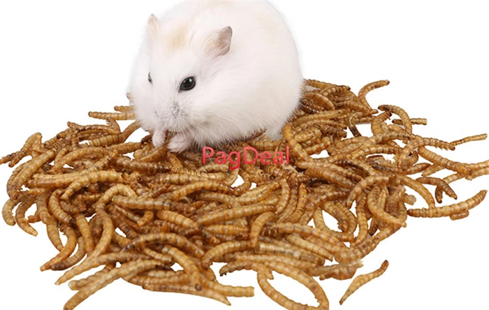 Dried Mealworms03