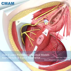 12462 cmam-anatomy24 жизни Размеры анатомия модель женский промежности на борту, Медицинские товары учебных анатомические модели