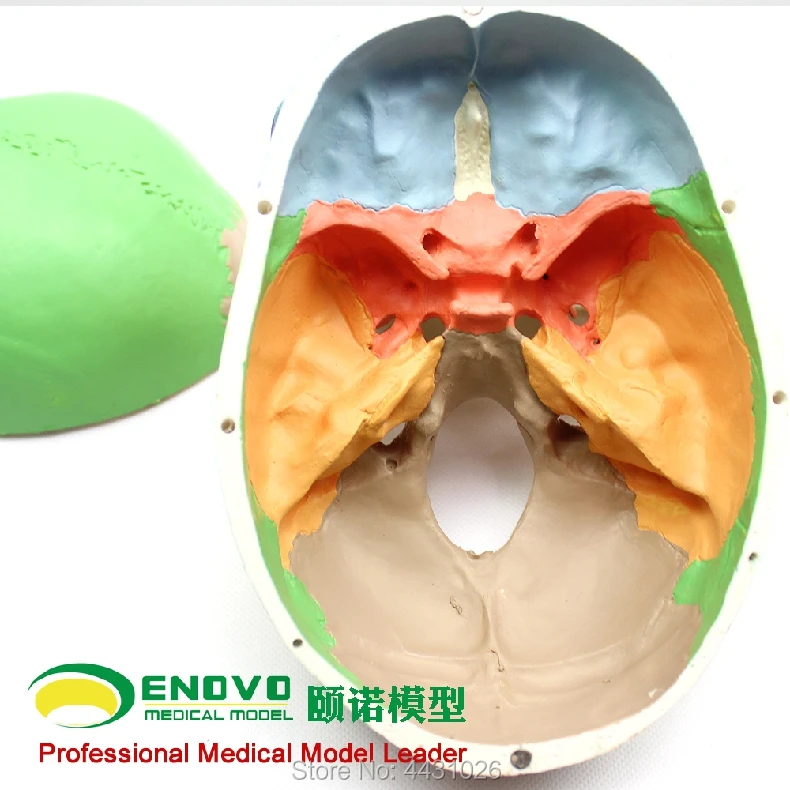 ENOVO медицинские человеческие. модель черепа 1:1 моделирование черепно челюстно-лицевой косметический всю голову модель