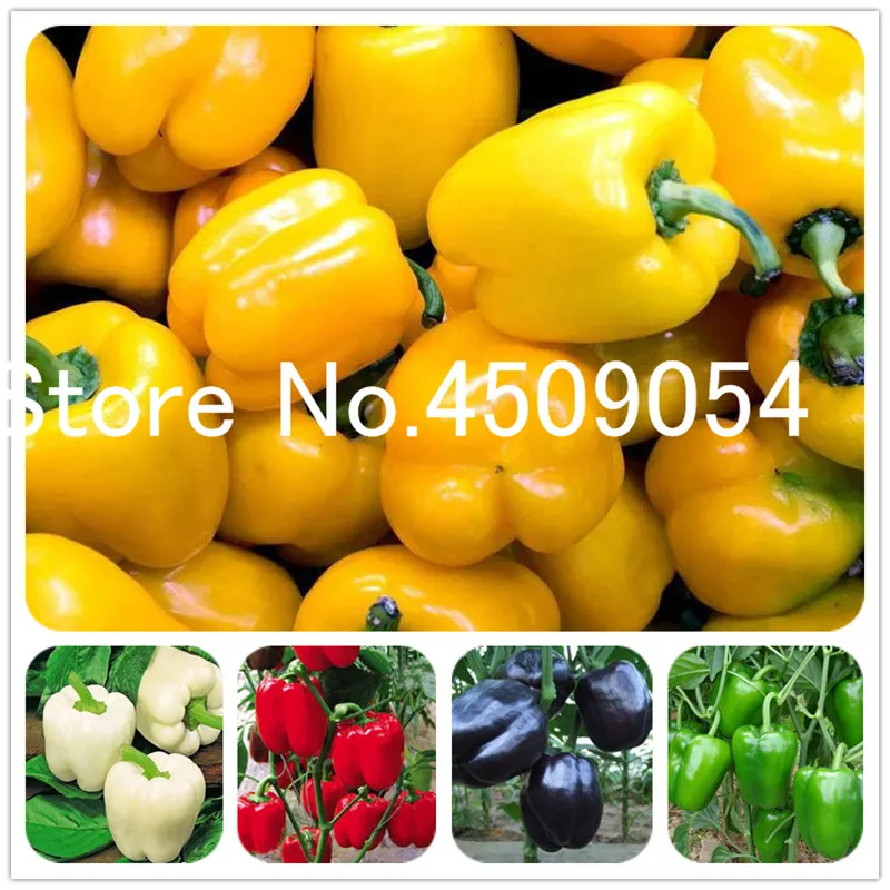 100 pcs Hot Chili Seedsplants Carolina Reaper Organic Bonsai Vegetable Rainbow Bell Ghost Pepper Bonsai Home Garden Easy Grow