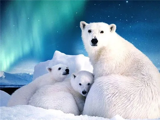 Алмазная вышивка в виде животных 5D DIY Алмазная картина полярный медведь полная квадратная картина мозаика стразы украшение дома - Цвет: 6