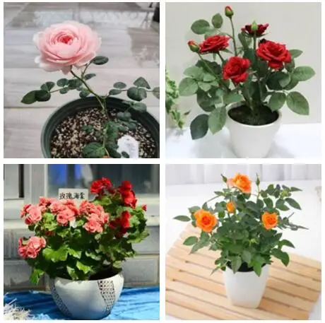 

Free Shipping 100 Pcs Rare Holland Rose Bonsai Flowers Lover Colorful Home Garden Plants Indoor Bonsai Rose Flower Plant
