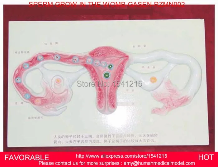 Спермы модель, планирование семьи, Cellular, матка анатомическая модель женских внутренних половых органов модель медико-GASEN-RZMN002