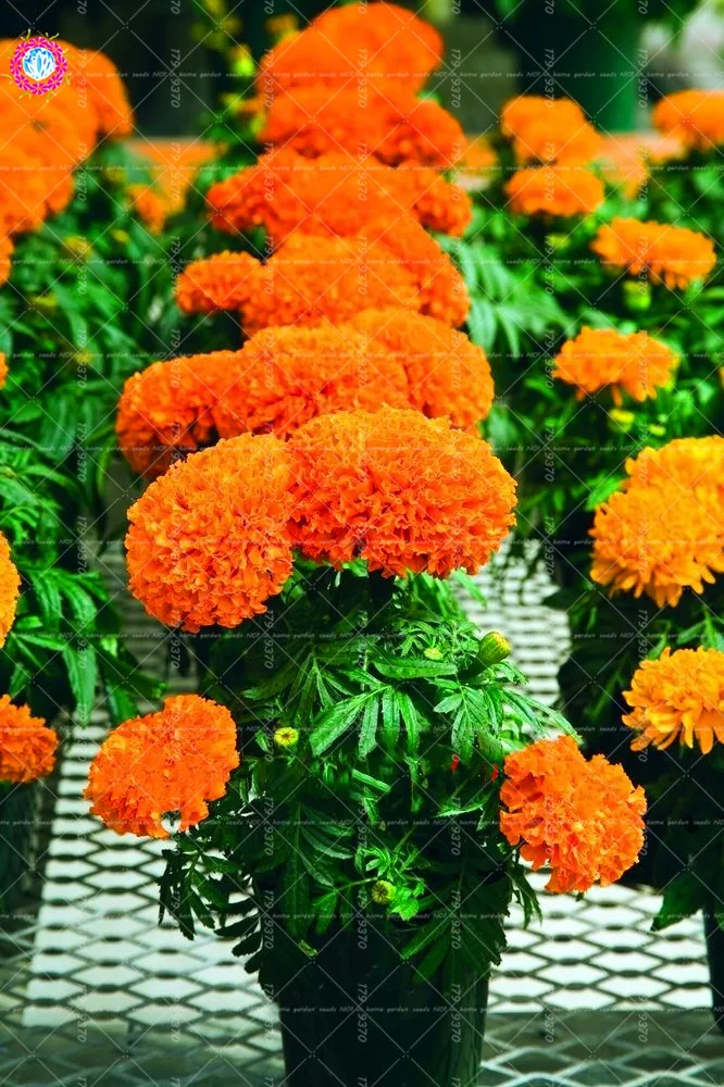 

100pcs African marigold Osteospermum Ecklonis Flower Half Hardy Perennial indoor flowering for Home Garden Bonsai Plant