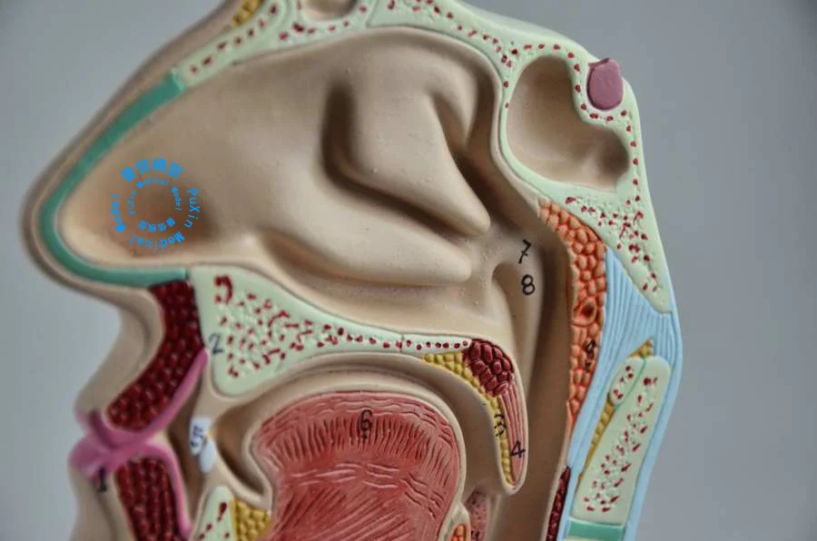 Строение носоглотки аденоиды. Какие лучше носоглотки. Какие лучше носоглотки. Соустье клиновидной пазухи. Какие лучше носоглотки.