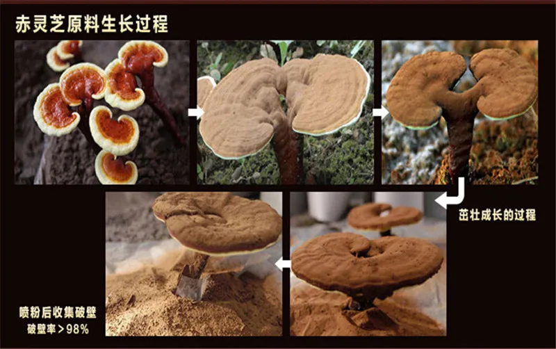  C-TS046 Ganoderma Lucidum Lingzhi 500g Wild reishi Spore Powder, herbal medicine, Anti-cancer and anti-aging Free shipping 