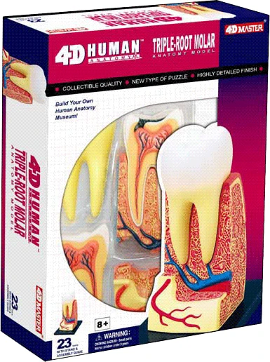 

4D Master Human TRIPLE-ROOT MOLAR MODEL anatomical skeleton model condoms denture teeth traumatism model dentist education toys