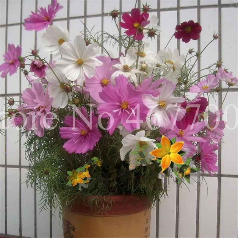 

2019 Brand New 100pcs/lot Galsang Flower Bonsai Plant Multiple Color Perennial Rare Flore Plantas for Home & Garden Outdoor