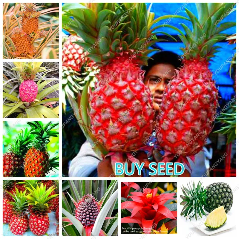 2017 New Pineapple Seeds 100 Pcs/Bag Dwarf Pineapple Plant Tree Fruit