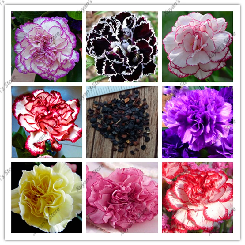 

200 pcs 16 Colors Available Carnation Perennial flowers Potted Garden Plants Dianthus Caryophyllus Flower