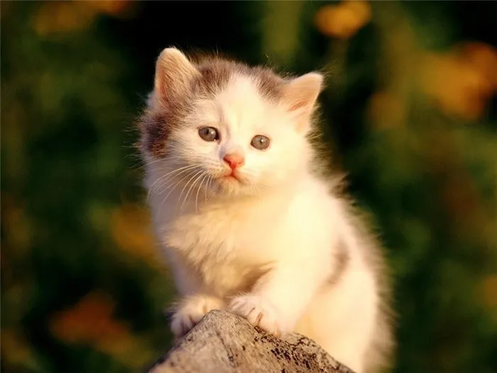Алмазная вышивка huacan Cats, алмазная картина, полностью квадратная, животные, стразы, вышивка бисером, Алмазная мозаика, декор для стен - Цвет: Y5512