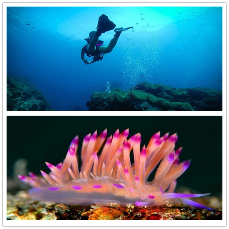 Red Magenta Color Correction Filter with 16X Macro Lens for Gopro Hero 7 6 5 Black Housing Case Underwater Scuba Lens Filter Set