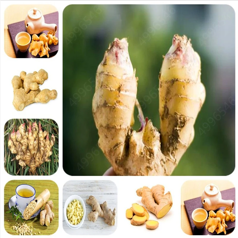 

Big sale! 100 Pcs Ginger Balcony Organic Vegetables Potted Bonsai Plant Four Seasons Zingiber Plants Kitchen Seasoning Food