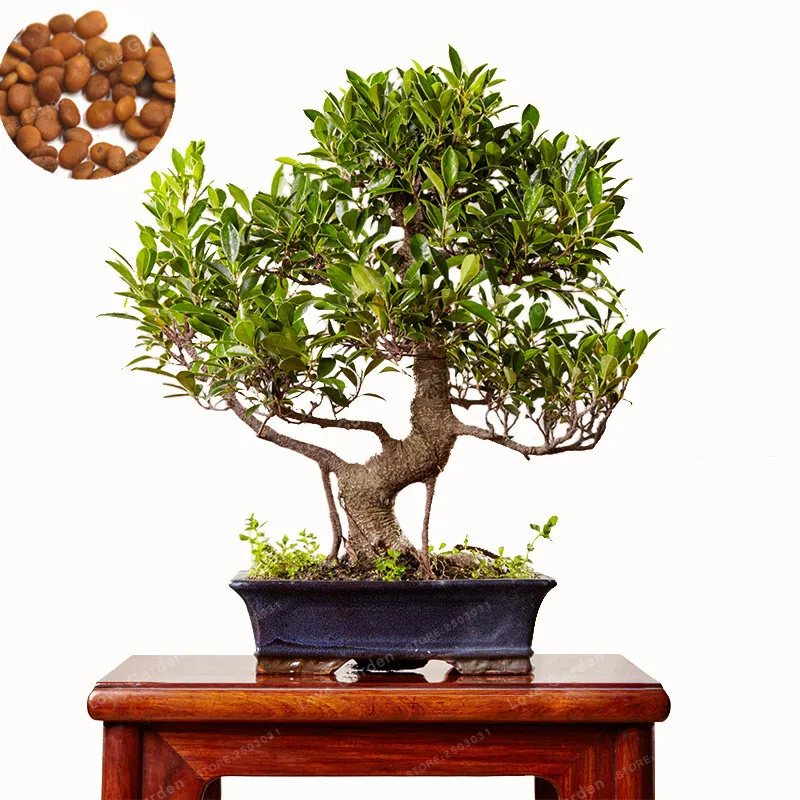 

Banyan Tree Bonsai Rare Perennial Ficus Microcarpa Tree Green Bonsai DIY Home Garden The Budding Rate 95% 20 Pcs /Bag