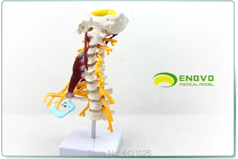 Эново модель человеческого костного образца в плечевом сплетении мышечной модели человеческого шейного отдела позвоночника