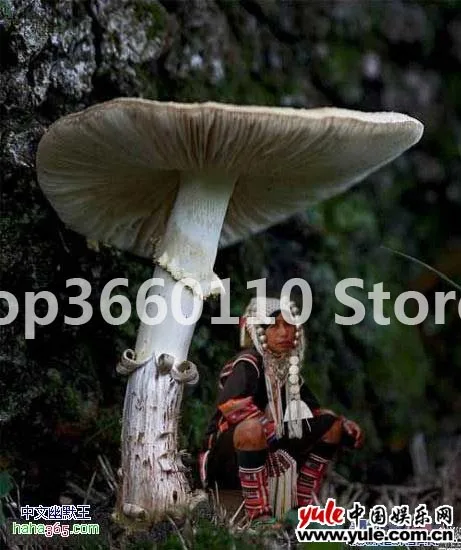 

100 Pcs Seedsplants big Giant Mushroom bonsai Delicious Green Vegetable Organic can eat Vegetable bonsai in Garden and Courtyard