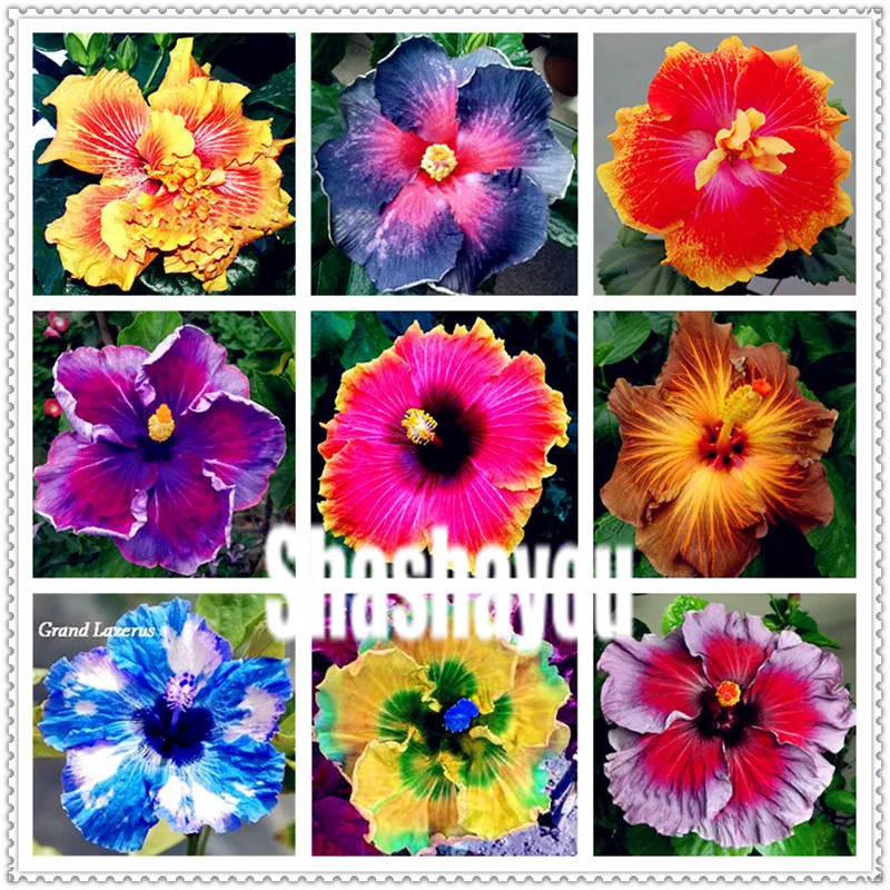 

Real New Arrival Indoor Plants Flower bonsai Giant Hibiscus Exotic Coral Flowers 200 pcs/lot Mix Rare Colors Hibiscus plants