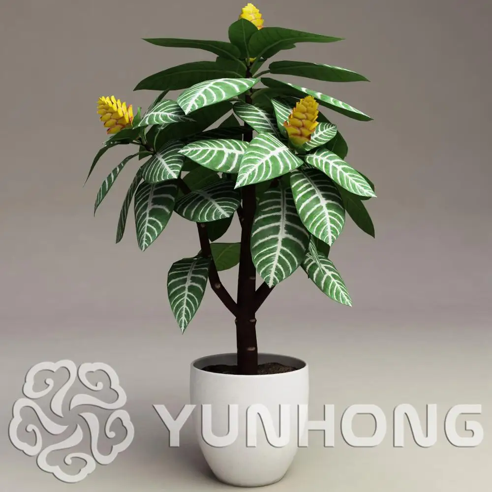 

100Pcs Aphelandra squarrosa Bonsai Beautiful Flower Mix Bonsai Flower Bonsai Potted Plants for DIY Home & Garden