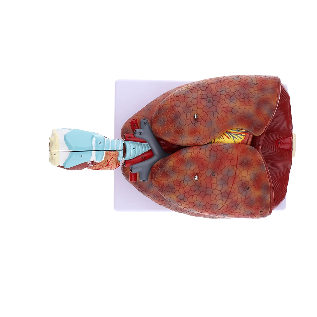 Human Respiratory System Medical Anatomical Model Larynx, Heart and Lung Anatomy Model (7 Parts), Life Size