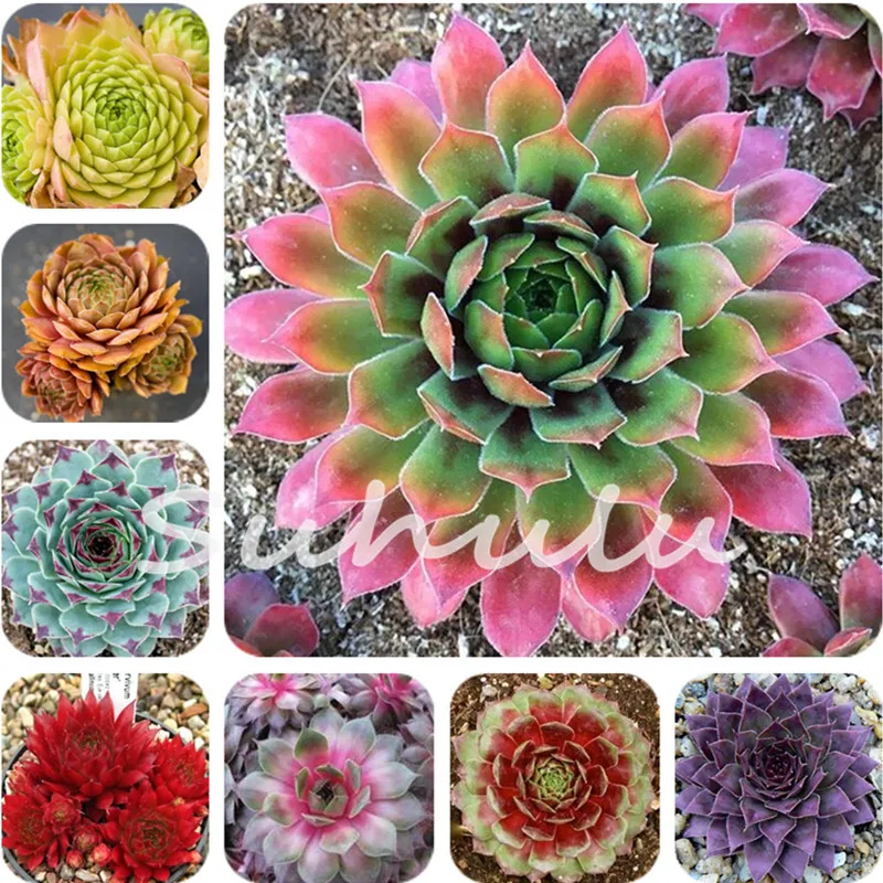 popular hen and chick plant seeds buy cheap hen and chick plant seeds lots from china hen and popular hen and chick plant seeds buy cheap hen and chick plant seeds lots from china hen and