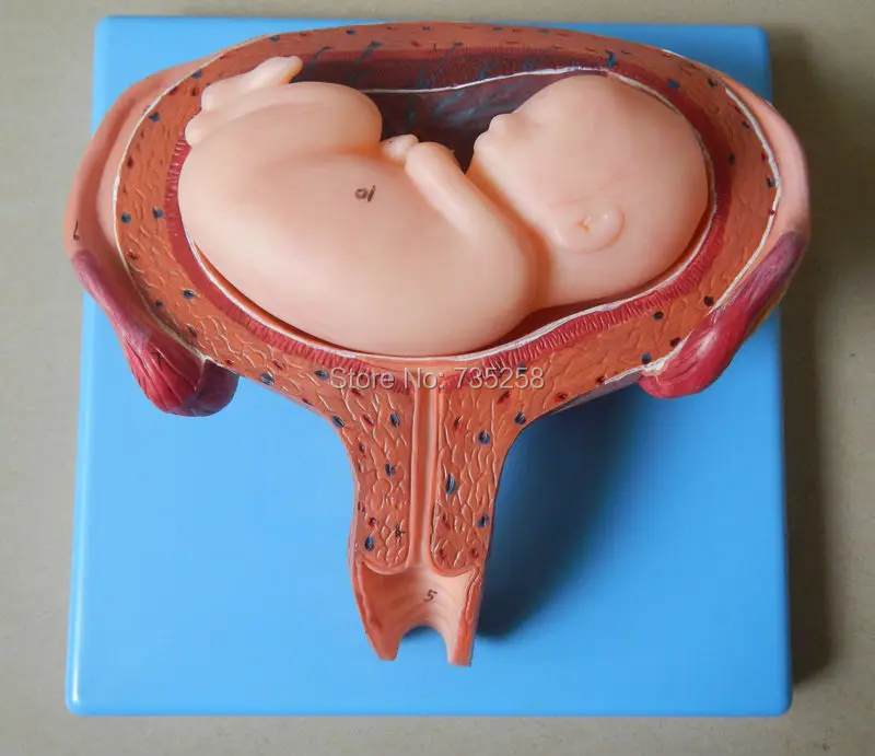 

Six Months Fetus Model,24 Weeks of Pregnancy The Fetus Model