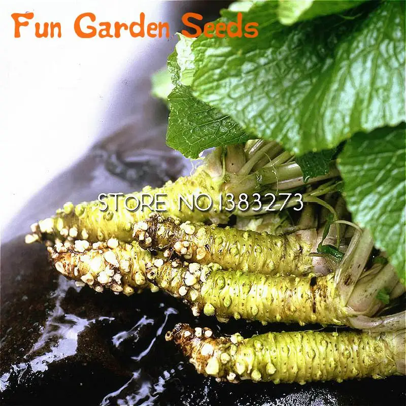 Imported Japanese mustard Seeds 50pcs/lot Wasabi sementes Horseradish