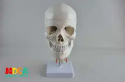 Черепно модель черепа с человека. Череп и череп модель в отдел ортопедии MTG008