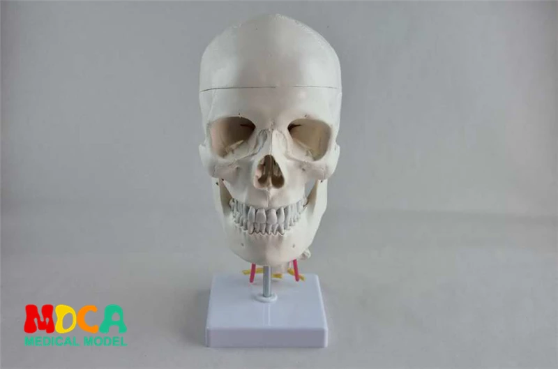 

Craniofacial skull model with human. skull and skull model in Department of orthopedics MTG008