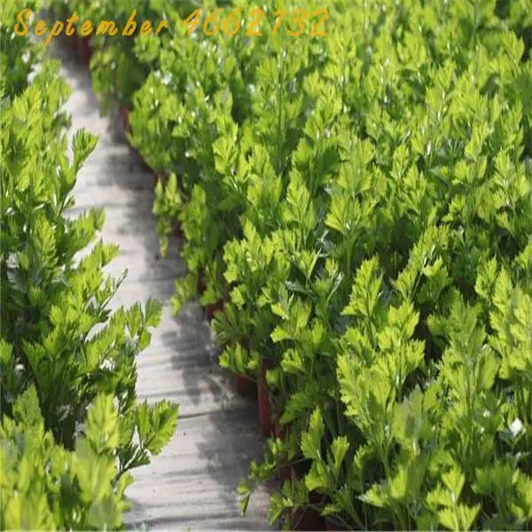 High quality 500 PCS Parsley bonsai Concentrated Flavor And Tender Crisp Celery plant small home garden cultivation High quality 500 PCS Parsley bonsai Concentrated Flavor And Tender Crisp Celery plant small home garden cultivation