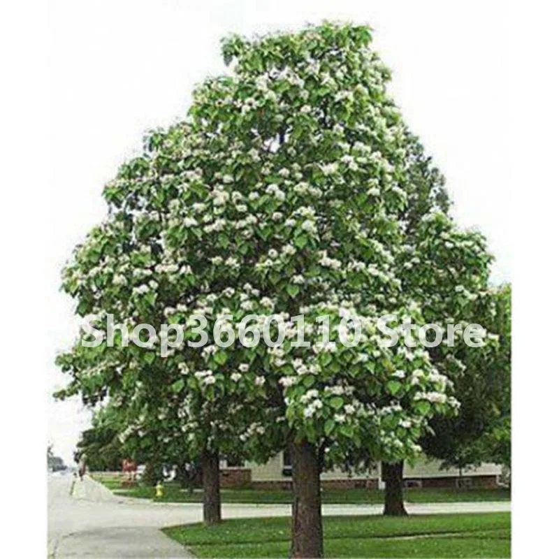 50pcs Exotic Bonsai Tree Catalpa Planta Japan Heirloom Nature Potted