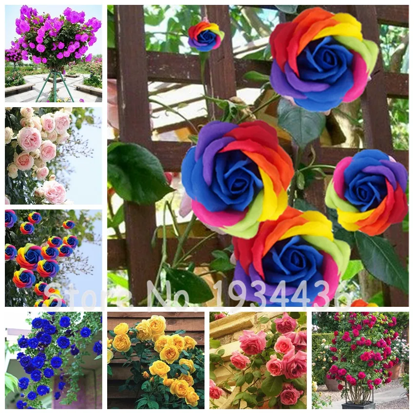 

100Pcs Bonsai Jericho Rose Rare Roses for The Garden Rosa Plant Rosas Foliage Blooming Plants Perennial Grove Family Little Tree