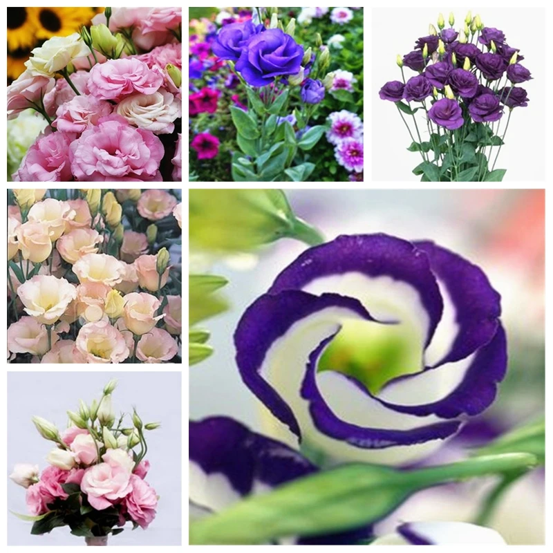

100 Pcs Eustoma Grandiflorum Bonsai Planta Lisianthus Flower Perennial Ornamental Garden Plant Sementes de Flores(ju geng)