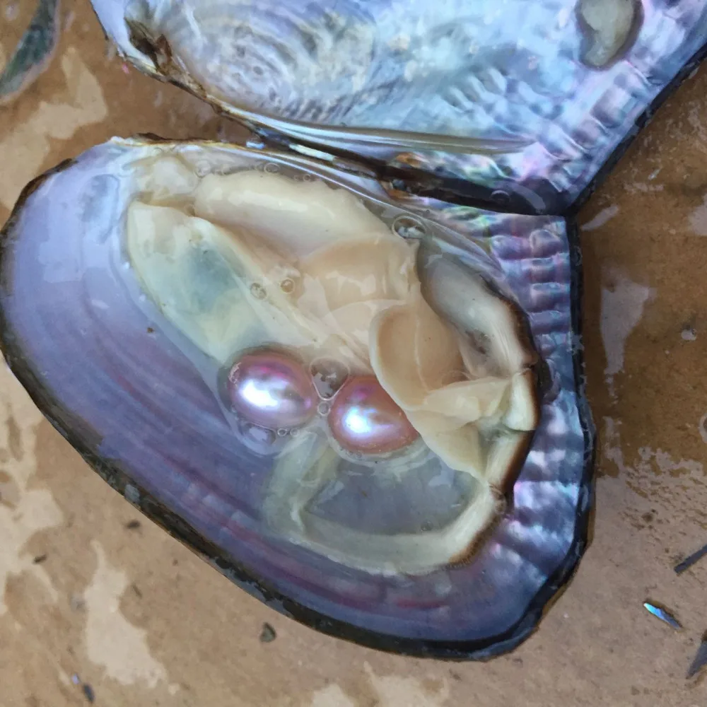 Freshwater Vacuum pack Oyster Wish Pearls, Pearl Mussel Shell with 6 7