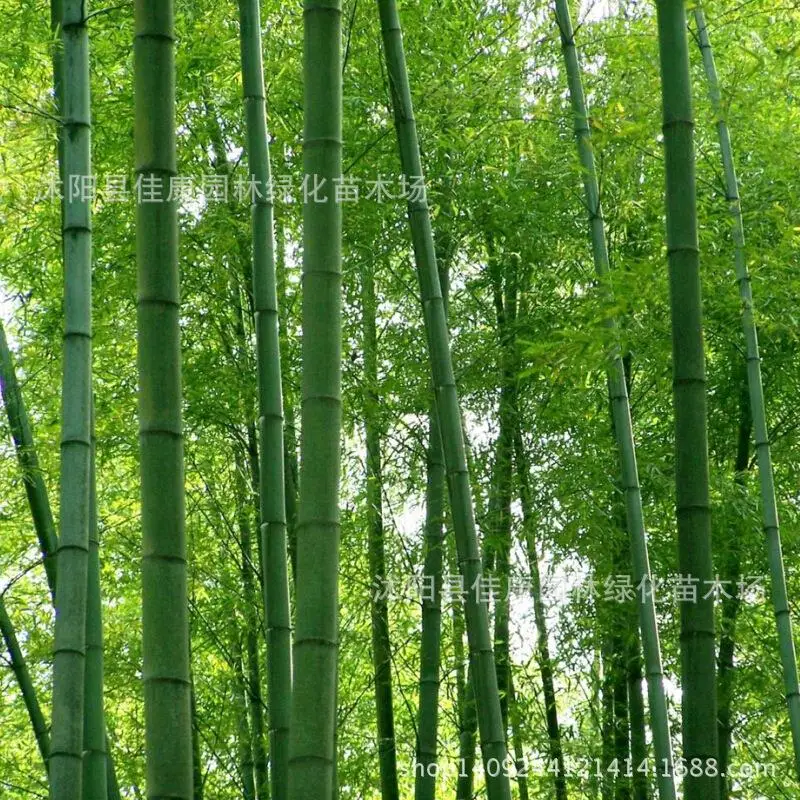Дерево растение качество бамбука бамбук moso завод Мао жуцзян Южная Сова бамбуковое растение Мао жузай реальные местоположения г/упак. 200