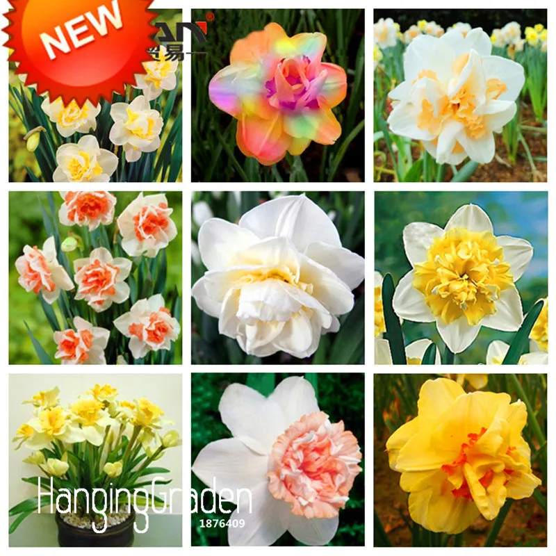 

Loss Promotion!Beautiful Narcissus Flower Balcony Plants Daffodil Bonsai Absorption Radiation Narcissus Tazetta Garden,100 PCS/