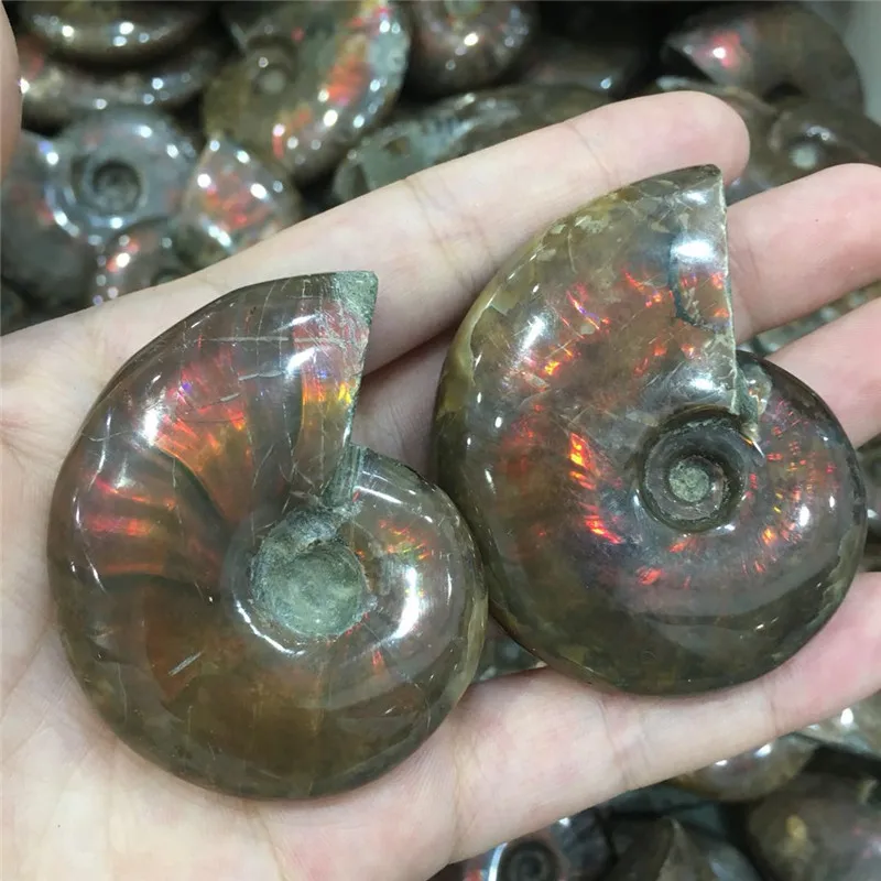 Природный природный Аммонит Fossil Facet fossimen Madagascar Stone Gem Collectibles значительные