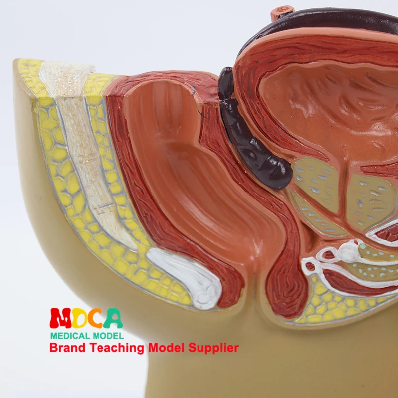 Тазовое яичко, простата, мочевыводящая и репродуктивная система медицинское обучение мужской Тазовая модель MSZXT011
