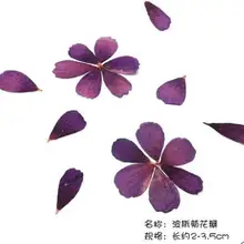 Coreopsis Роза натуральный сушеный цветок лепесток для DIY свеча делая цветы образец прессованный цветок ремесло