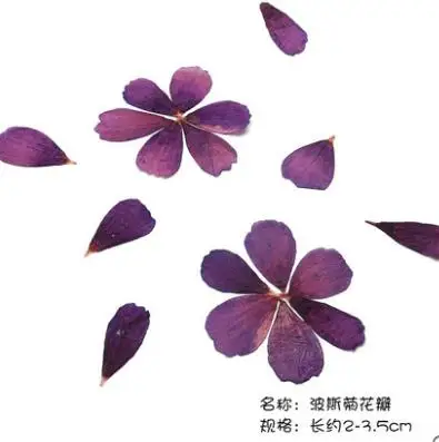 

Coreopsis Rose Natural Dried Flower Petal for DIY Candle Making Flowers Specimen Pressed Flower Craft