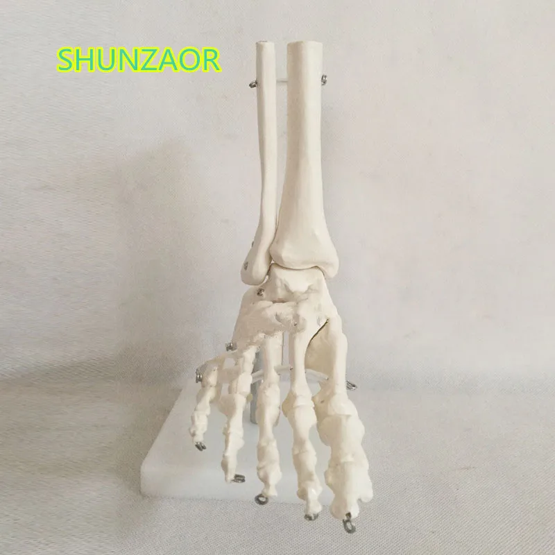 

Life size 1:1 Human Life Size Right Foot Joint Anatomical Model ankle joint hand and foot surgery model