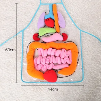 

Children's Basic Skills Development Toy Creative Design School Education Teaching Aids Simulation Human Organs Diagram Apron