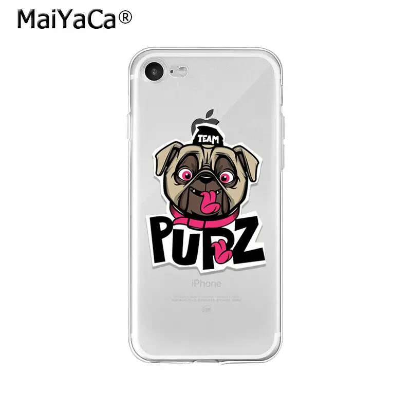 Pet Dog Pug puppy