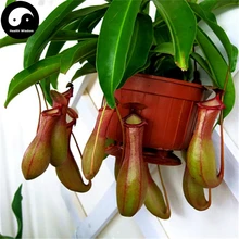 Купить Nepenthes Semente 120 шт растение плотоядная инсективорная трава