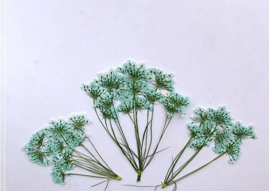 (SF)-sky blue