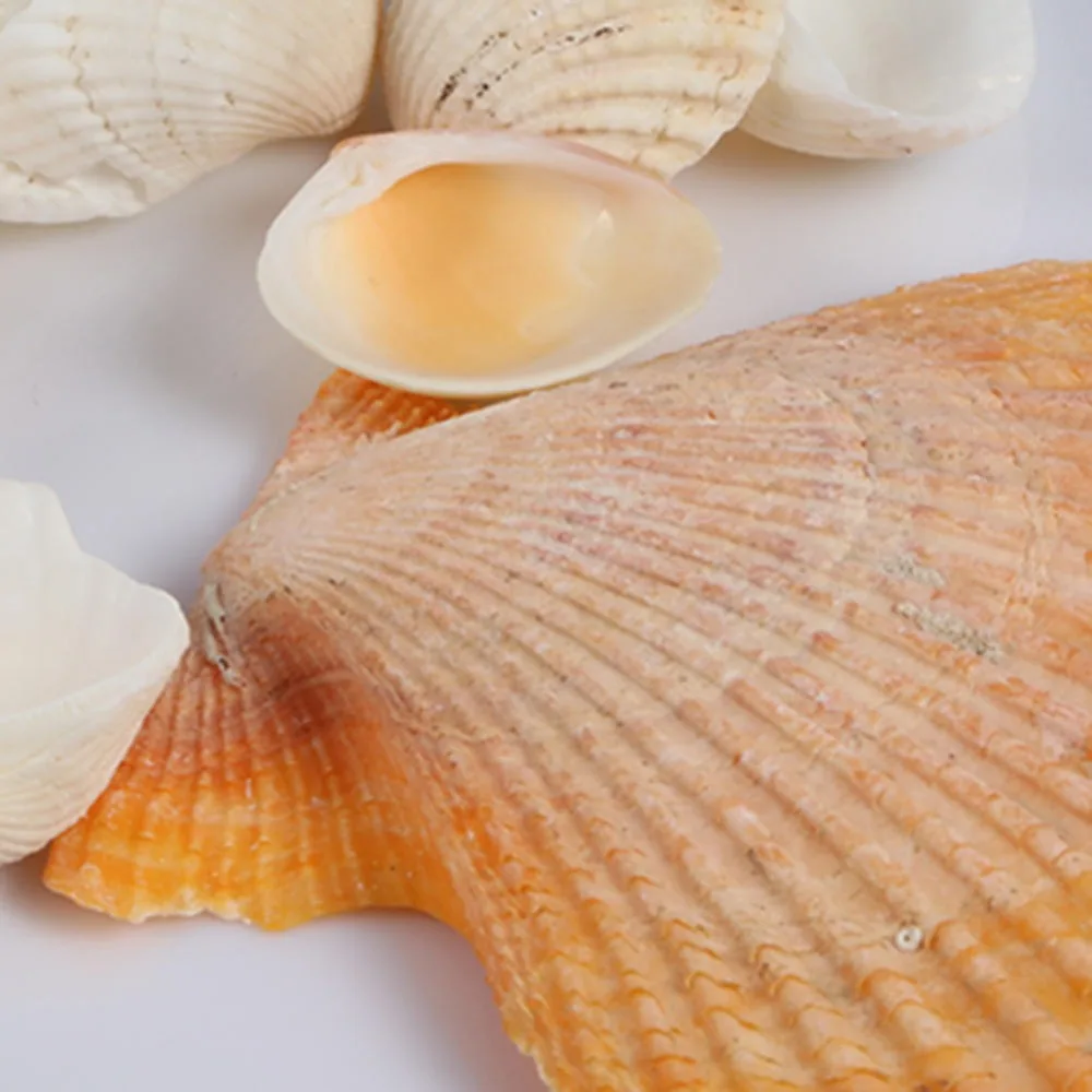 

100g Fashion Jewelry Decoration Beach Fashion Seashells Sea Shells for DIY Caft Decor